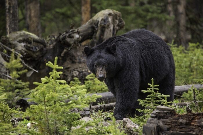 Image of Bear Safety During Summer Travel: 7 Tips for a Wildly Good Time in Tennessee
