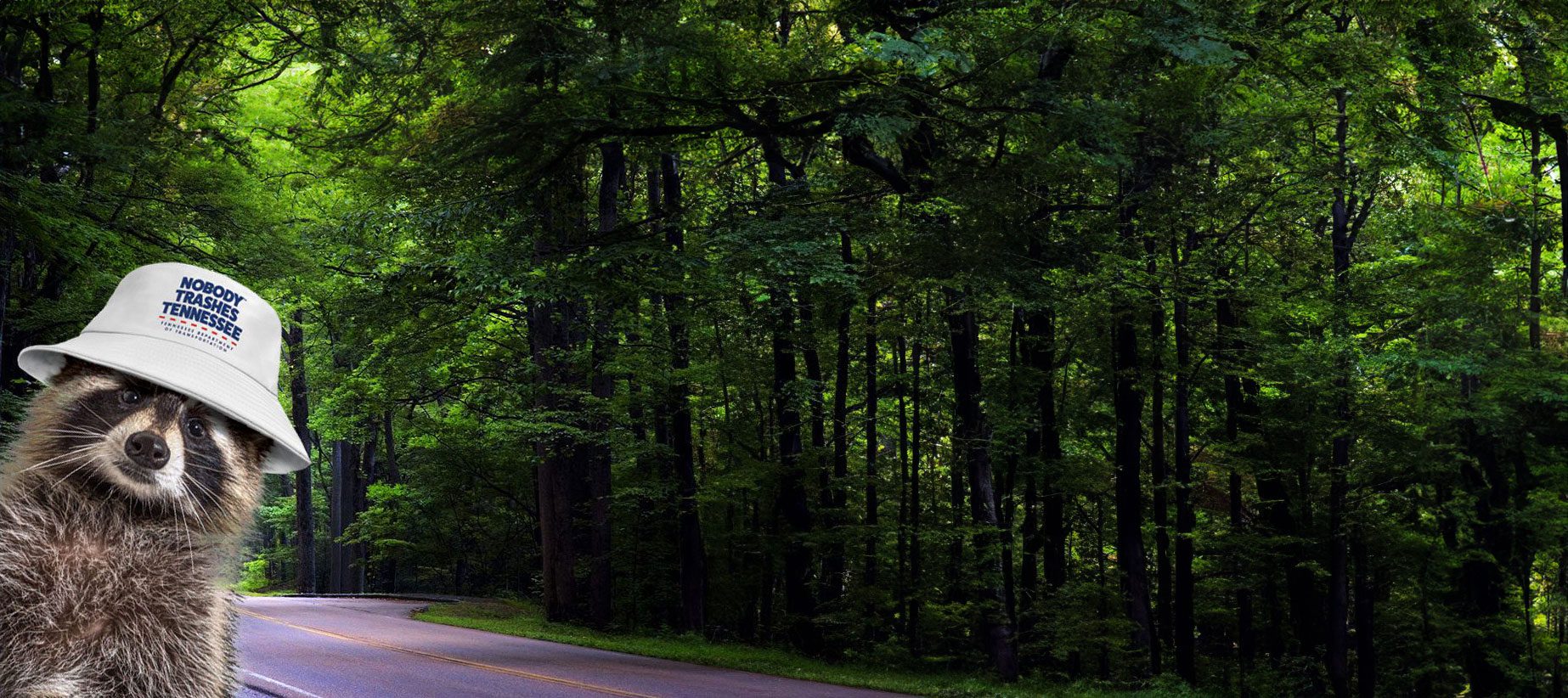 Raccoon in corner of highway
