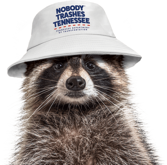 Rocco the raccoon